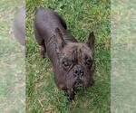 Small #1 French Bulldog Mix