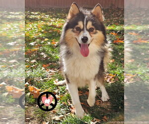 Poncho - Male Pomsky Dog for Adoption - Photo #3