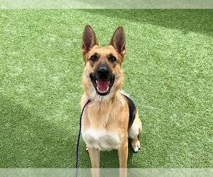 German Shepherd Dog Dogs for adoption in Orange, CA, USA
