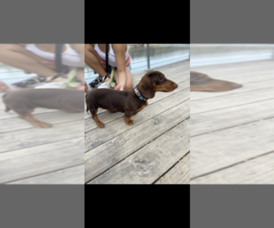Dachshund Puppy for sale in GLENOMA, WA, USA