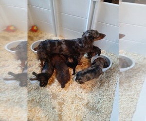 Mother of the Dachshund puppies born on 03/04/2026