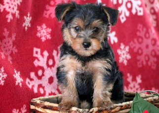 Yorkshire Terrier Puppy for sale in MOUNT JOY, PA, USA