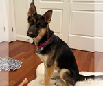 Small #7 German Shepherd Dog Mix