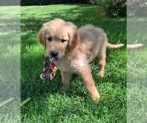 Golden Retriever Puppy for Sale in CHATSWORTH, California USA