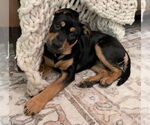 Small #4 Rottweiler Mix