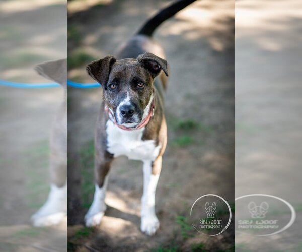 Medium Photo #7 Borador Puppy For Sale in Brewster, NY, USA