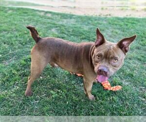American Pit Bull Terrier-Bulldog Mix Dogs for adoption in Plano, TX, USA