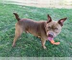 Small American Pit Bull Terrier-Bulldog Mix