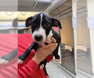 Mutt Dogs for adoption in Brewster, MA, USA
