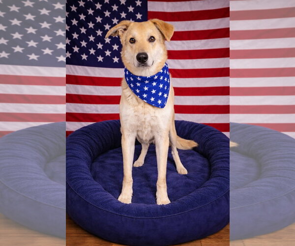 Medium Photo #5 Mutt Puppy For Sale in Mt. Laurel, NJ, USA