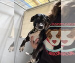Small Chihuahua Mix