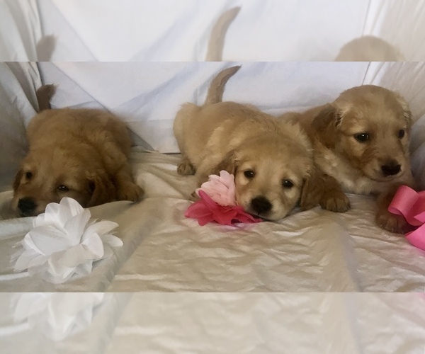 Medium Photo #2 Golden Retriever Puppy For Sale in NIXA, MO, USA