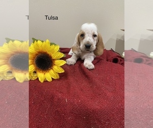 Basset Hound Puppy for Sale in IRETON, Iowa USA
