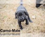 Small Photo #6 Labrador Retriever Puppy For Sale in DENTON, TX, USA