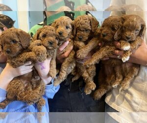 Cavapoo Puppy for sale in NEW YORK, NY, USA