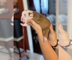 Puppy 3 Olde English Bulldogge