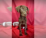 Small Labrador Retriever Mix