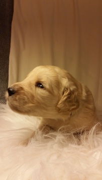 Medium Photo #1 Goldendoodle Puppy For Sale in LIBERTY, SC, USA