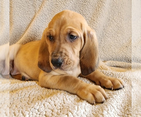 Medium Photo #5 Bloodhound-Catahoula Leopard Dog Mix Puppy For Sale in CUMBY, TX, USA