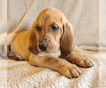 Small Photo #5 Bloodhound-Catahoula Leopard Dog Mix Puppy For Sale in CUMBY, TX, USA
