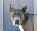 Small American Pit Bull Terrier