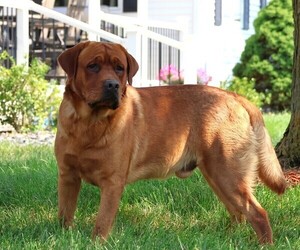 Father of the Labrador Retriever puppies born on 05/27/2026