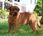 Small Photo #1 Labrador Retriever Puppy For Sale in LOUDONVILLE, OH, USA