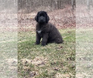 Newfoundland Puppy for sale in CHENANGO FORKS, NY, USA