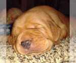 Small Photo #4 Labrador Retriever Puppy For Sale in NORWALK, WI, USA