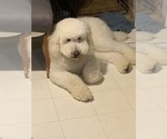 Small Photo #1 Goldendoodle Puppy For Sale in COATESVILLE, PA, USA