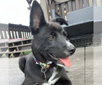 Small #1 Mutt