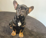 Small #2 French Bulldog