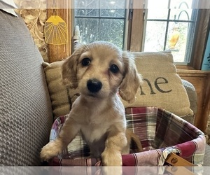 Dachshund Puppy for sale in BROOKVILLE, OH, USA