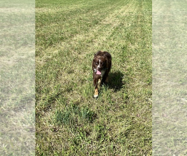Medium Photo #3 Australian Shepherd Puppy For Sale in BELMONT, VT, USA