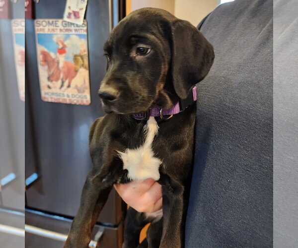 Medium Photo #8 Colonial Cocker Spaniel-Retriever  Mix Puppy For Sale in Fargo, ND, USA