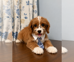 Small #17 Cavapoo (Miniature)