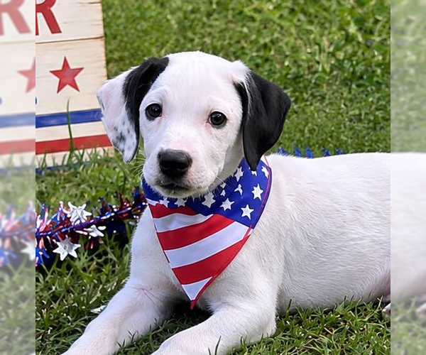Medium Photo #1 Labrador Retriever Puppy For Sale in Yardley, PA, USA
