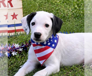 Labrador Retriever Dogs for adoption in Yardley, PA, USA