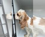 Small Cocker Spaniel