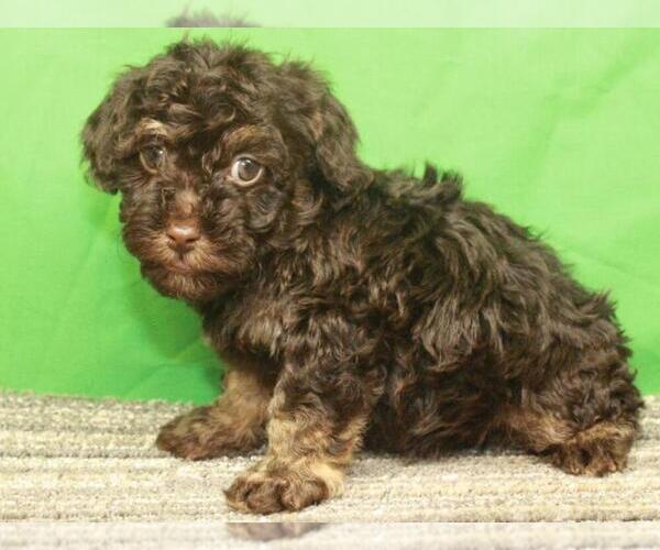 Medium Photo #5 Havanese-Poodle (Toy) Mix Puppy For Sale in SHAWNEE, OK, USA