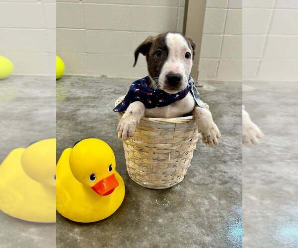 Medium Photo #2 Mutt Puppy For Sale in Abbeville, LA, USA