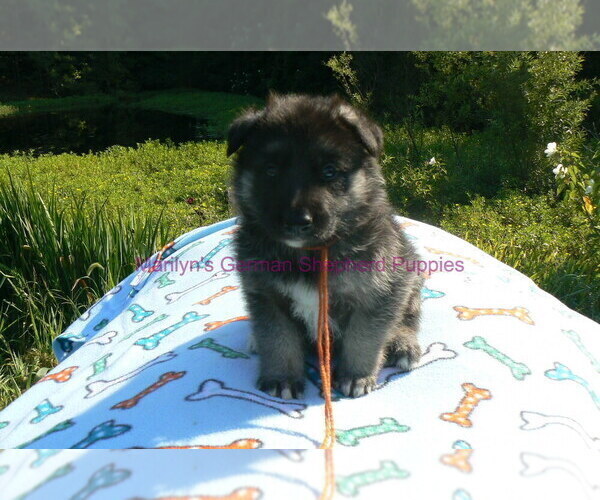 Medium Photo #12 German Shepherd Dog Puppy For Sale in PIEDMONT, MO, USA