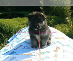 Small #11 German Shepherd Dog
