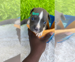 Small #4 American Staffordshire Terrier