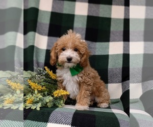 Poodle (Miniature) Puppy for sale in LEOLA, PA, USA