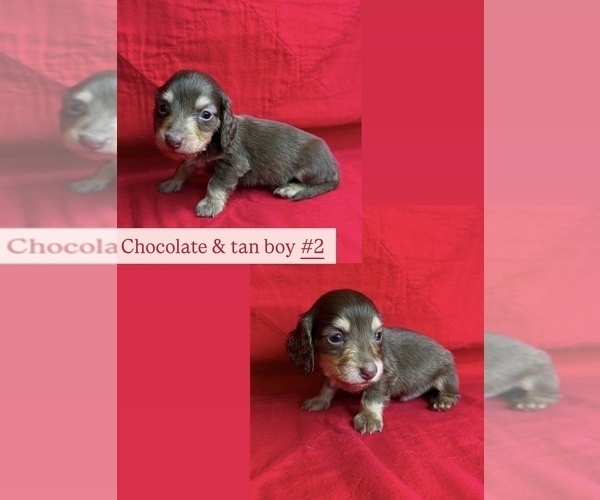 Medium Photo #6 Dachshund Puppy For Sale in MARYSVILLE, WA, USA
