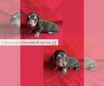 Small #5 Dachshund