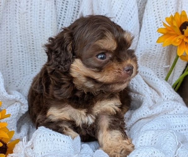 Medium Photo #10 Cock-A-Poo Puppy For Sale in GOSHEN, IN, USA
