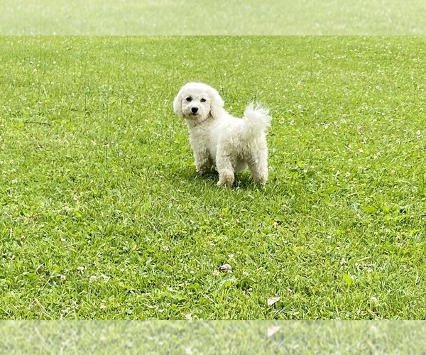 Medium Photo #1 Zuchon Puppy For Sale in MOUNT PLEASANT, MI, USA