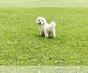 Mother of the Zuchon puppies born on 03/06/2025